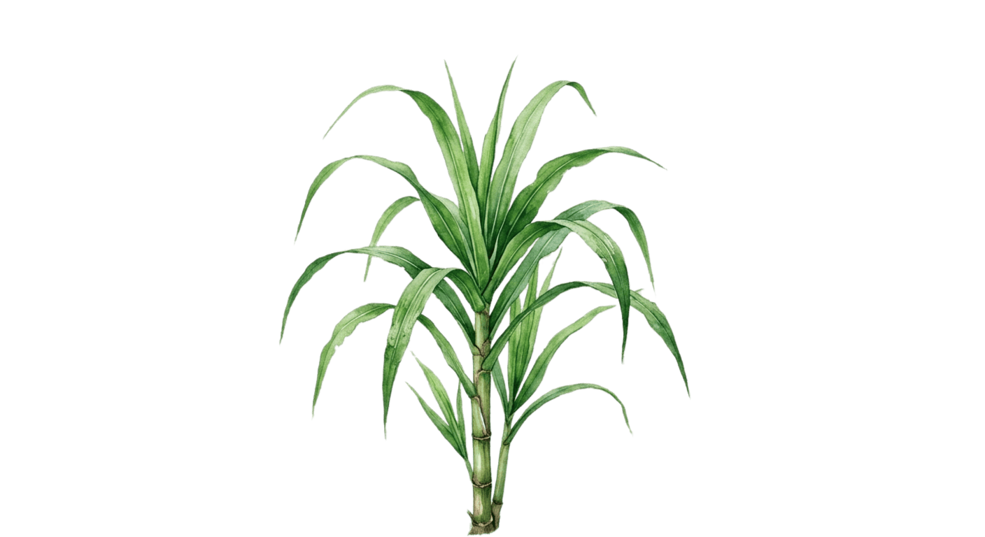 Sugarcane